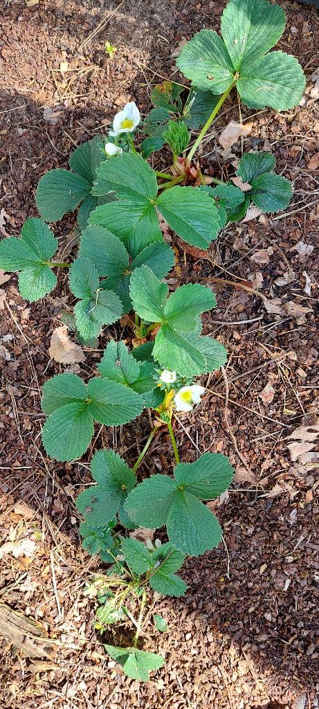 vele aardbeiplanten in volle bloei - goedkoop, Tuin en Terras, Ophalen