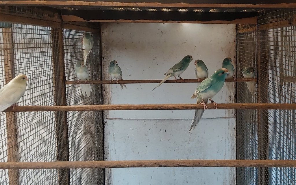 Kakariki 26, Animaux & Accessoires, Bagué