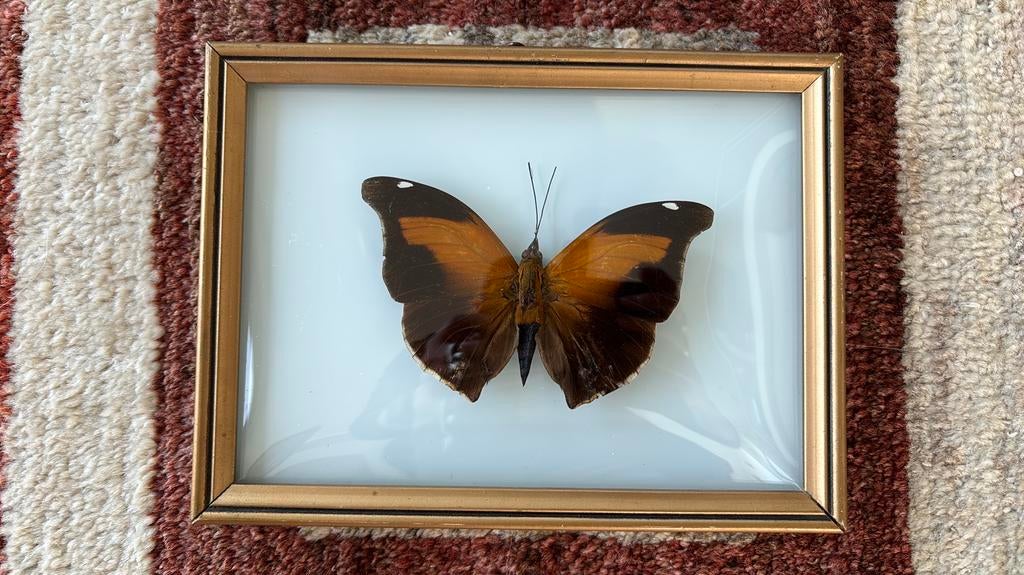 Vintage kader Orionvlinder (historis odius) met bol glas, Ophalen of Verzenden