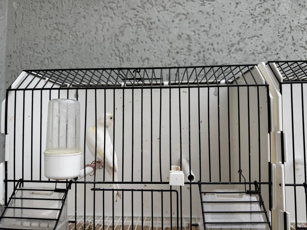 Kanaries (mannen) te koop., Dieren en Toebehoren, Ophalen, Nieuw