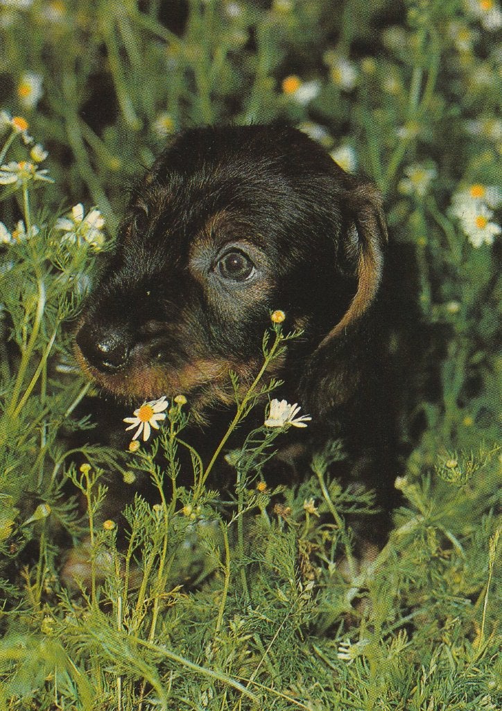 RUWHARIGE  TECKEL  PUPPY, Verzamelen, Ophalen of Verzenden, Gelopen, Hond of Kat