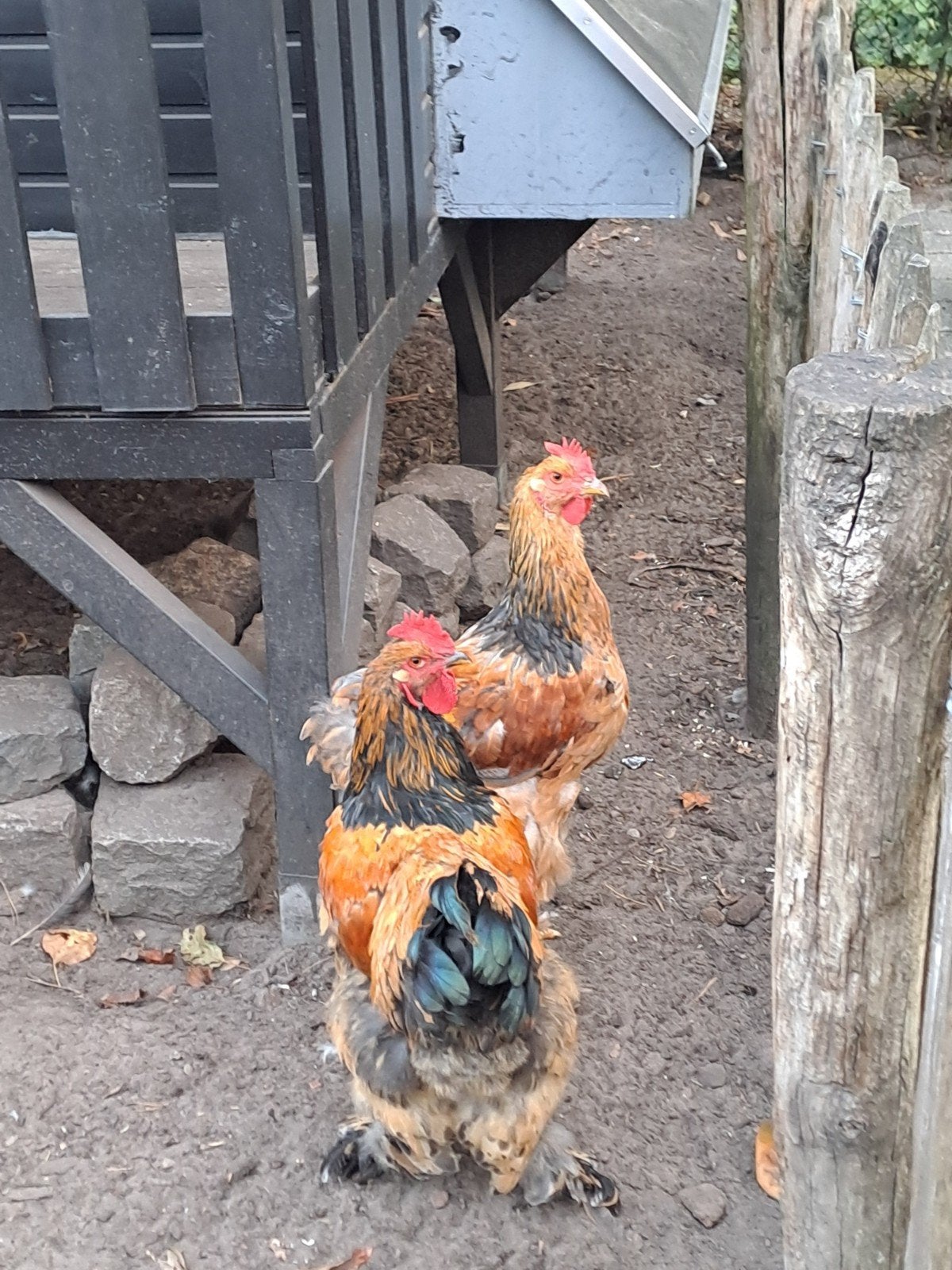 Brahma Groothoender hanen, Mannelijk, Kip