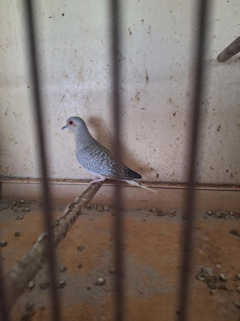 Diamantduif, Dieren en Toebehoren