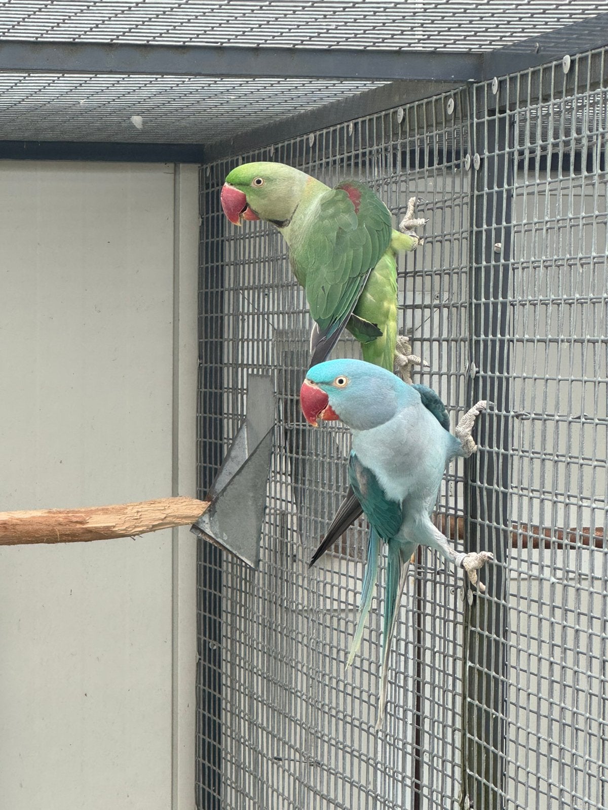Alexanders, Alexanderparkieten, Dieren en Toebehoren, Meerdere dieren, Parkiet, Geringd