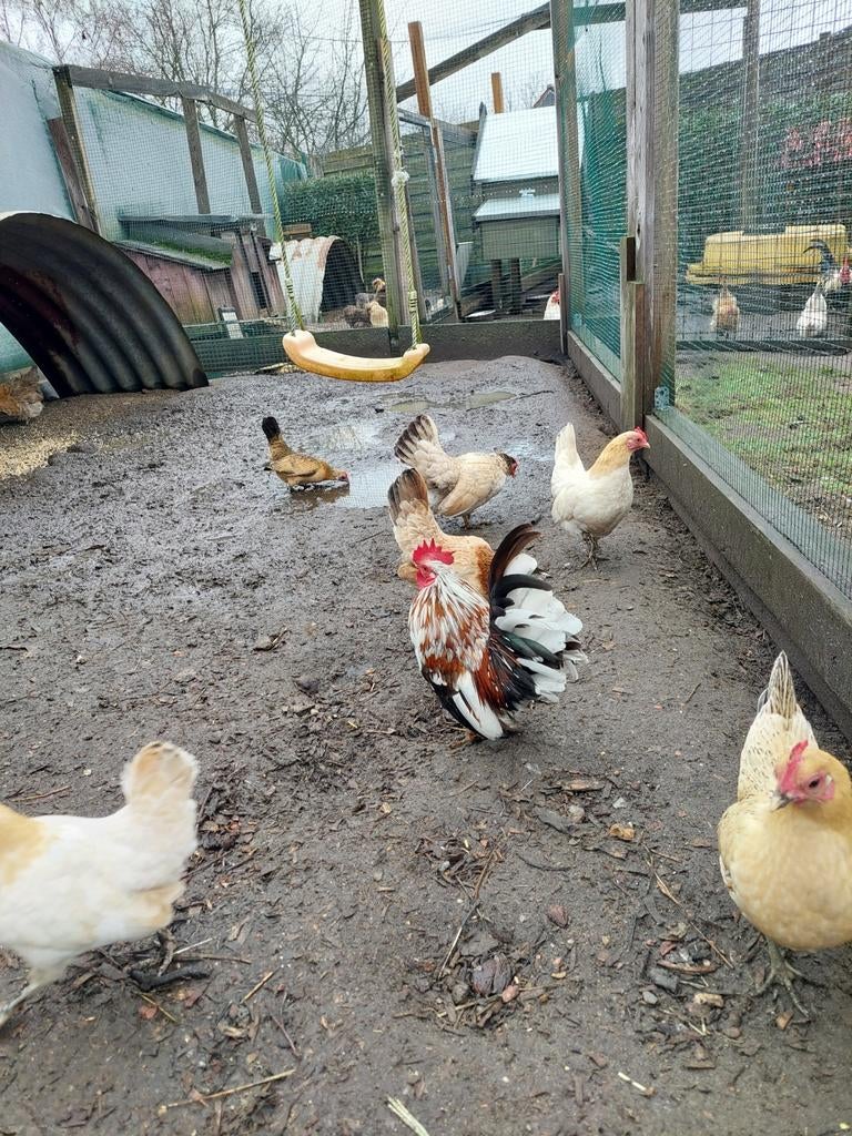 Serama's kuikens, Dieren en Toebehoren, Pluimvee