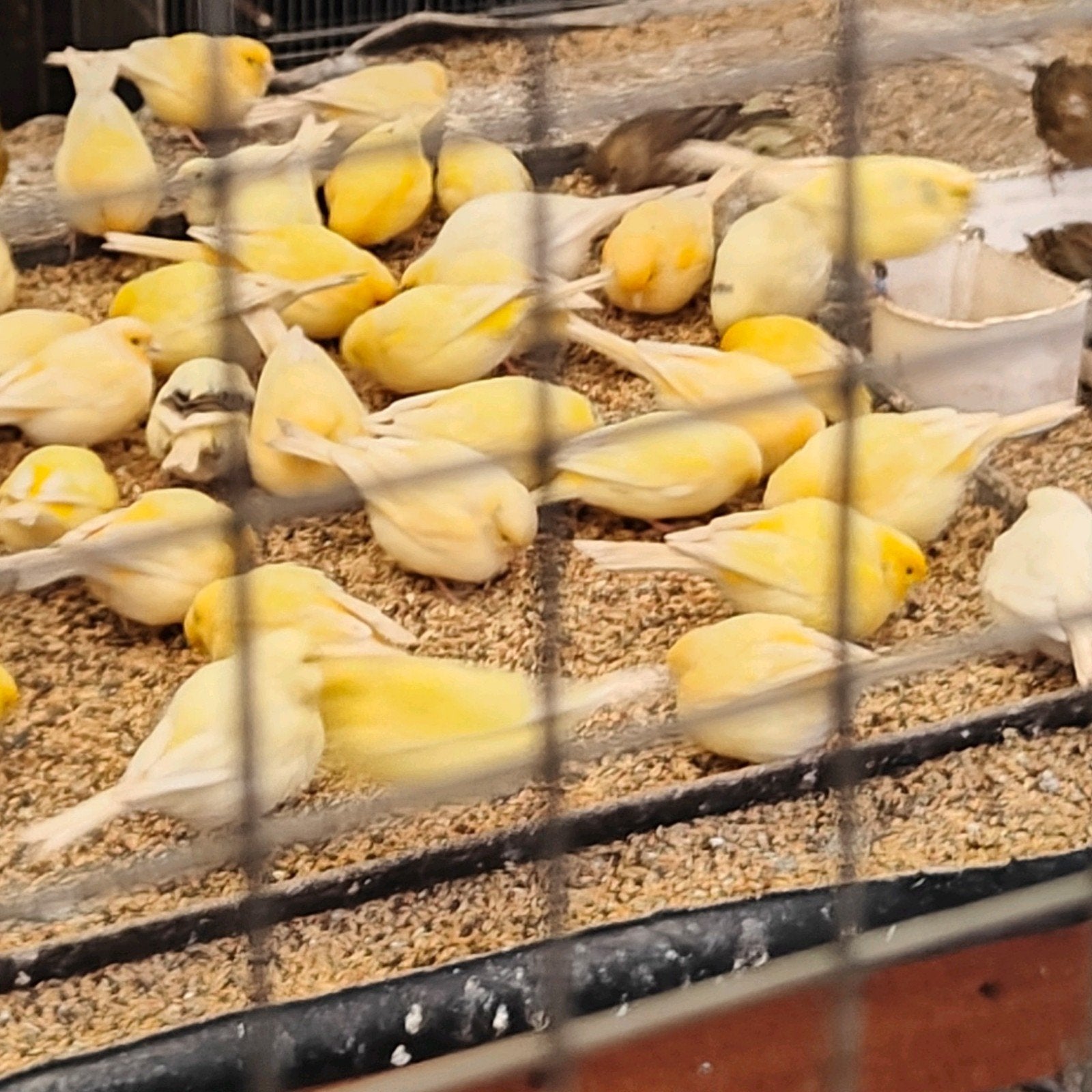 kanaries jonge en overjarige., Dieren en Toebehoren