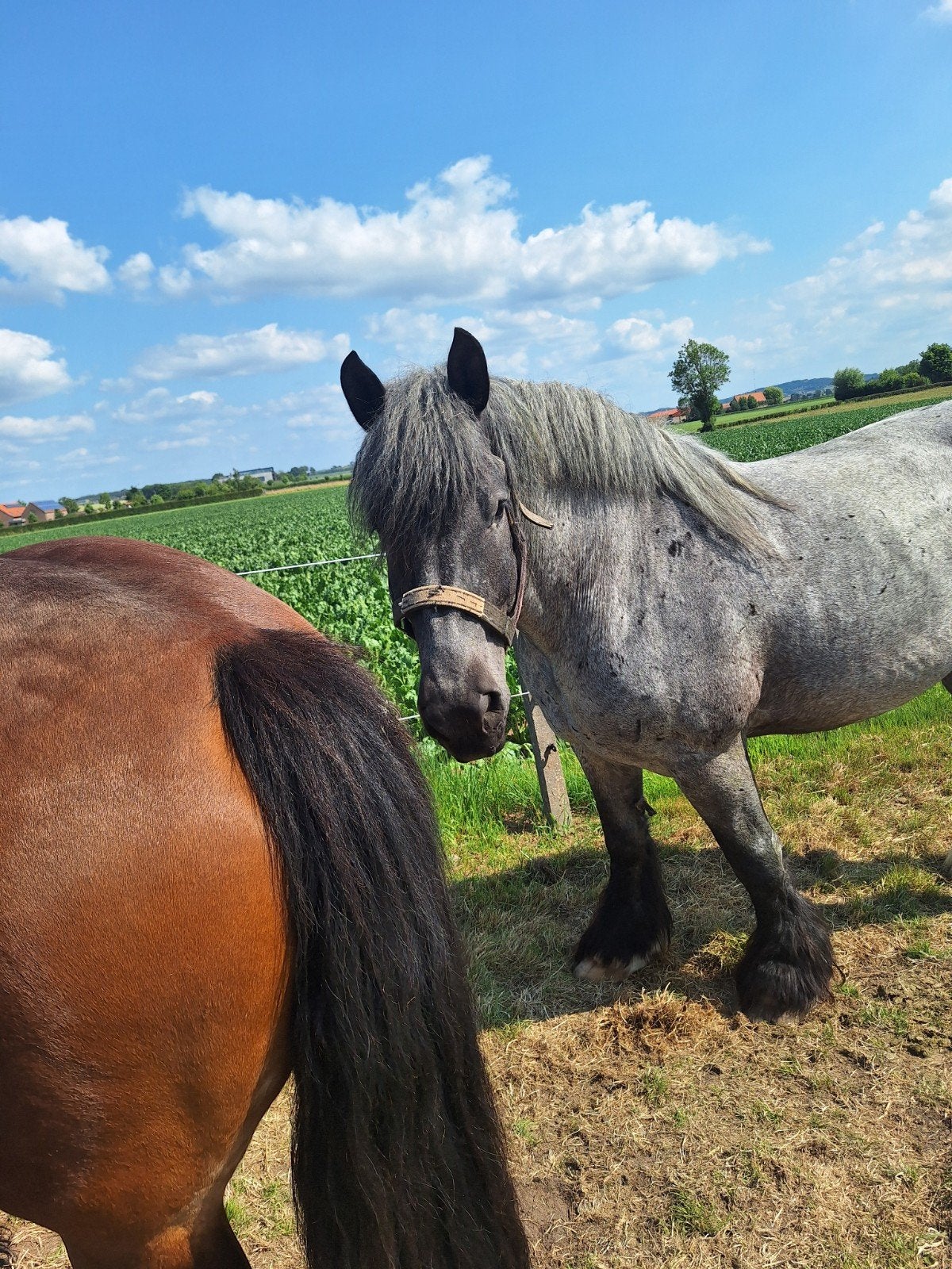prachtige blauwe ingeschreven  merrie  zuivere  Brabantse, Dieren en Toebehoren, Paarden, Merrie