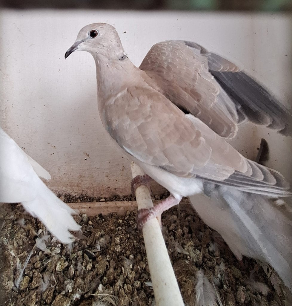 Lachduiven, Dieren en Toebehoren, Vogels | Duiven, Meerdere dieren, Overige soorten