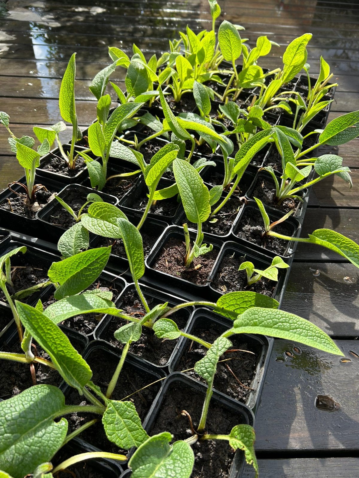 Russische smeerwortel, Tuin en Terras, Planten | Tuinplanten, Ophalen