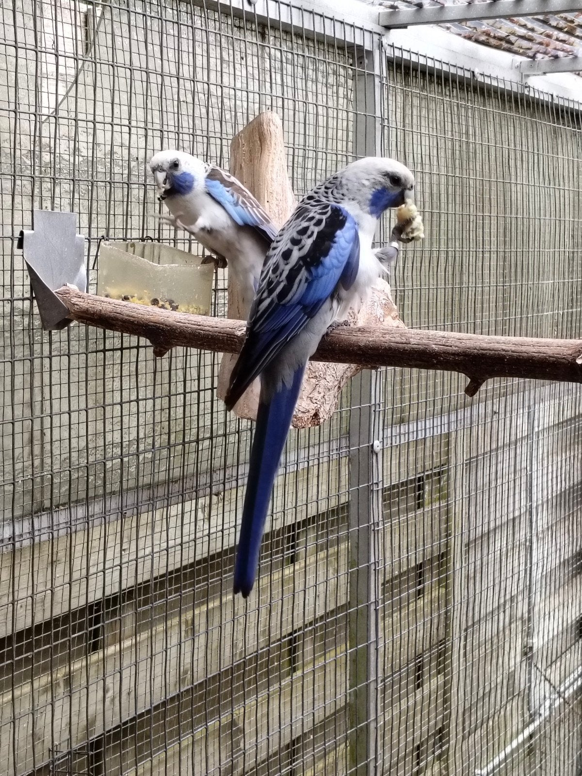 Pennanten blauw, Dieren en Toebehoren