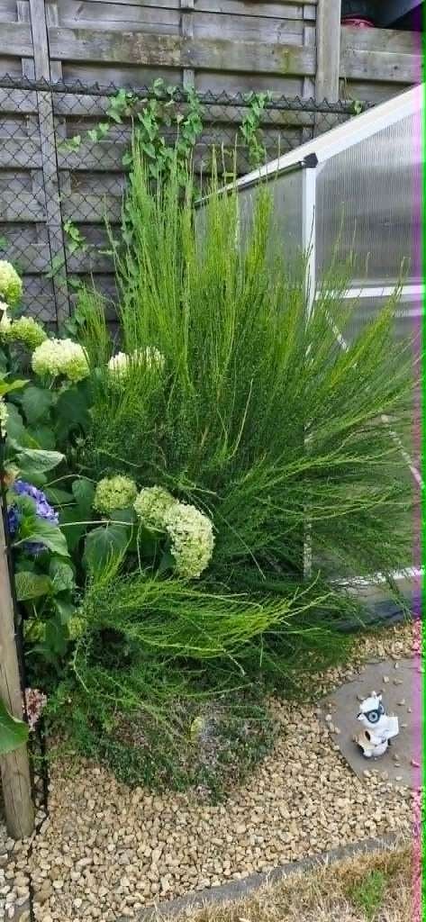 Gratis planten, Ophalen, Vaste plant
