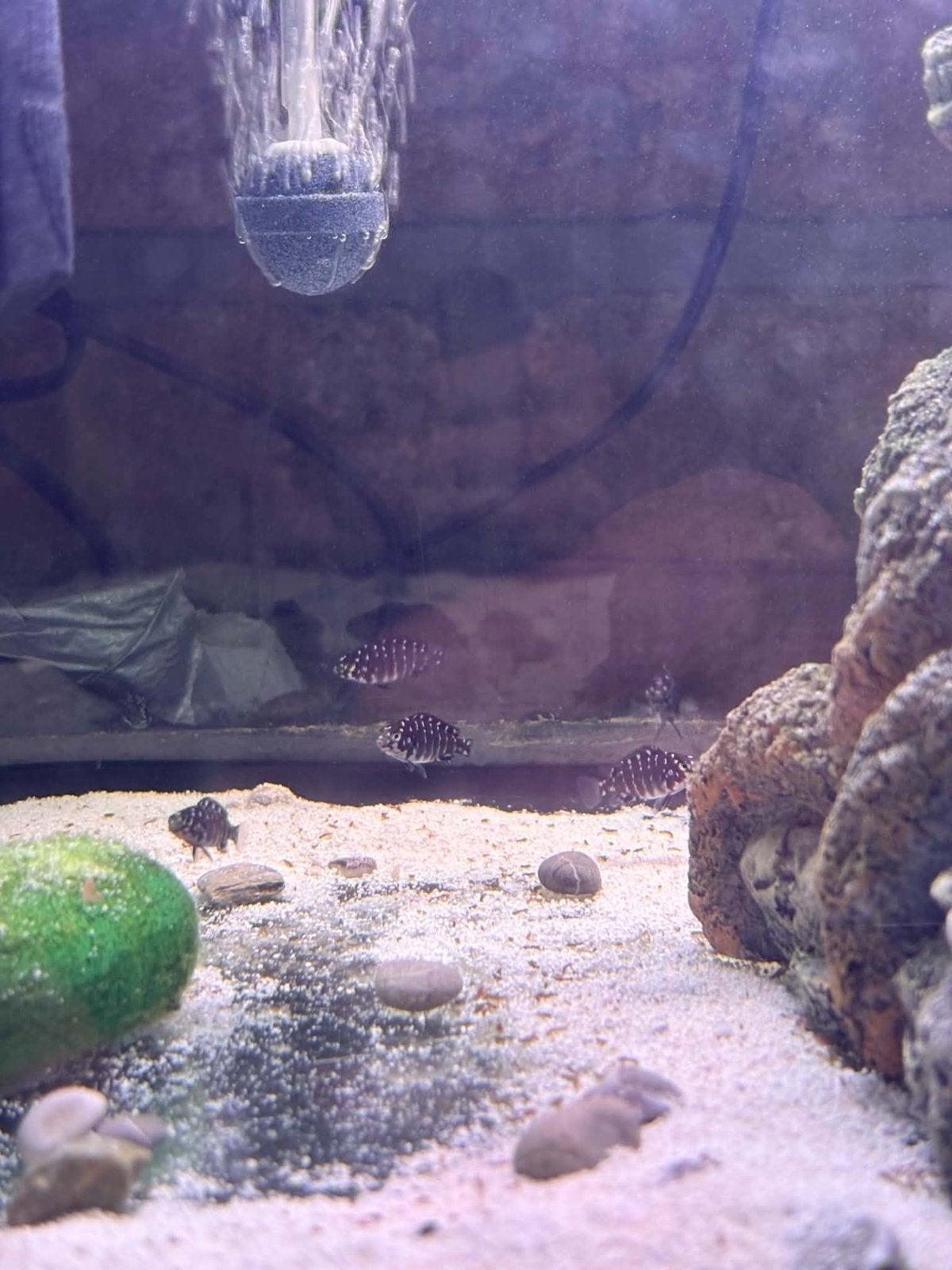 Tropheus duboisi, Animaux & Accessoires