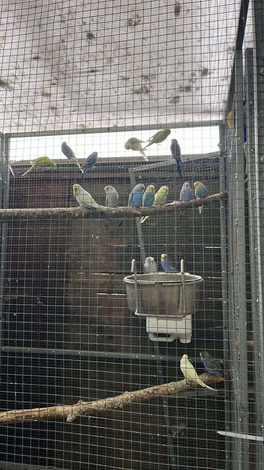 Jonge grasparkieten, Dieren en Toebehoren