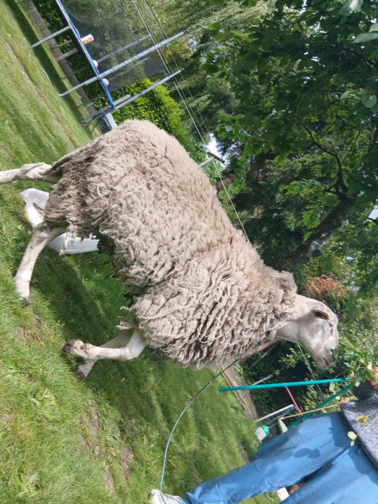 Moutons tam à vendre, Mouton