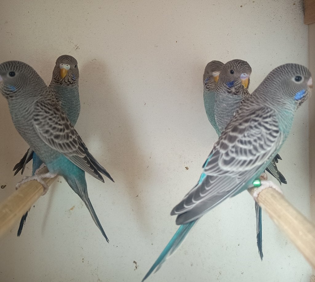 blackface grasparkieten blauwe, Dieren en Toebehoren, Meerdere dieren, Parkiet, Geringd