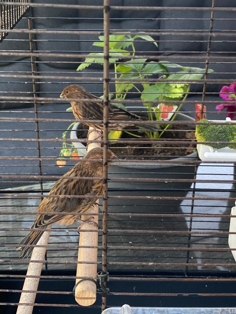 Kanarie, Dieren en Toebehoren, Geslacht onbekend, Kleurkanarie