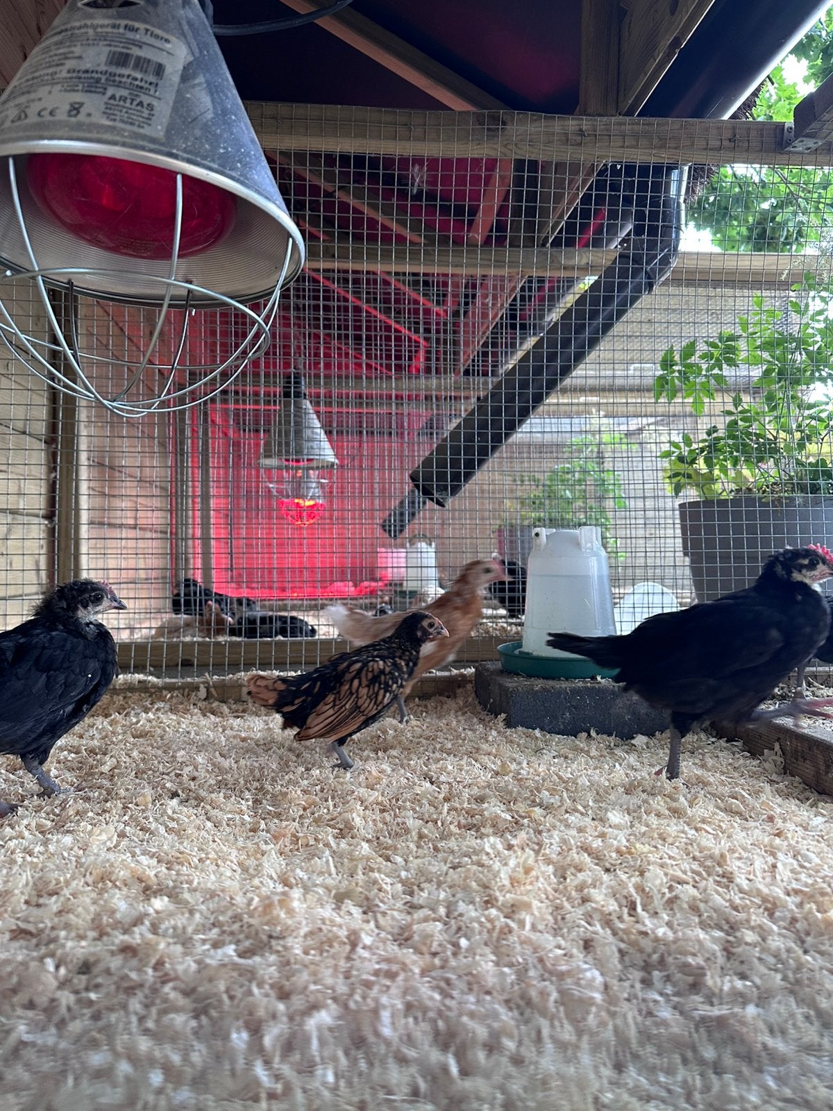 Kuiken hanen: verschillende rassen, Dieren en Toebehoren, Pluimvee, Mannelijk, Kip
