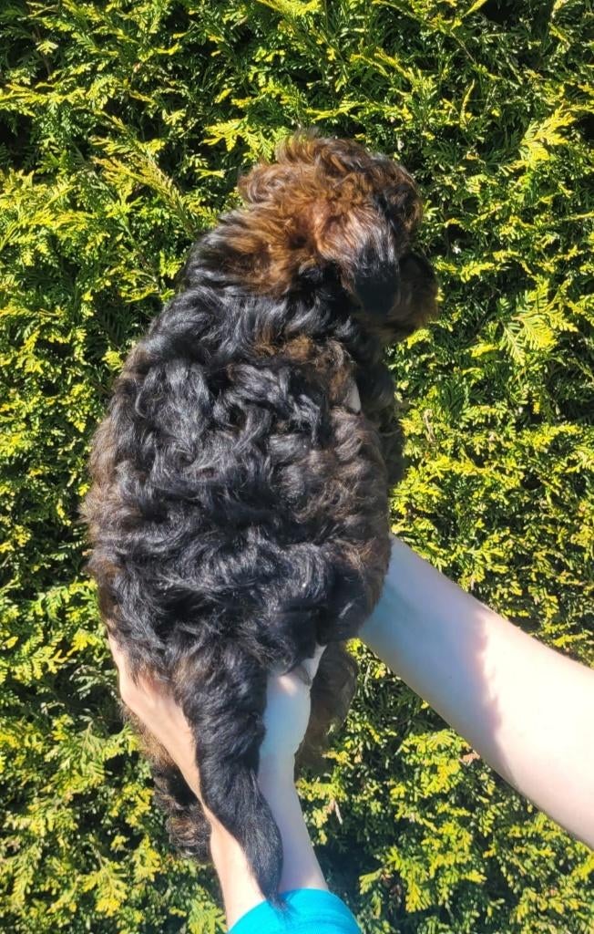Schattige hypoallergene mini pups: 2 reutjes!!!, Parvo, België, Fokker | Hobbymatig, Overige rassen