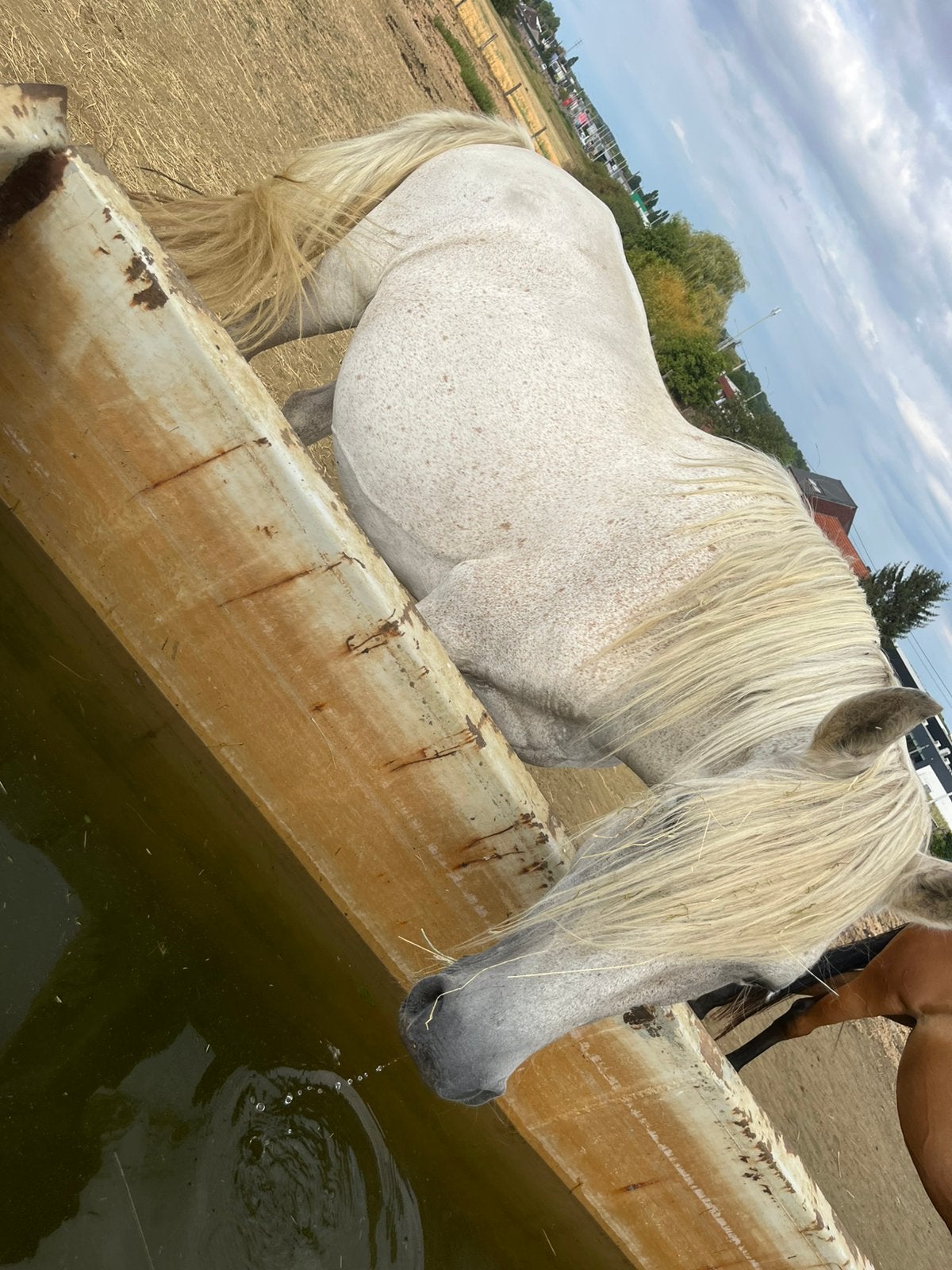 Spaanse merrie met merrie veulen, Animaux & Accessoires, Jument