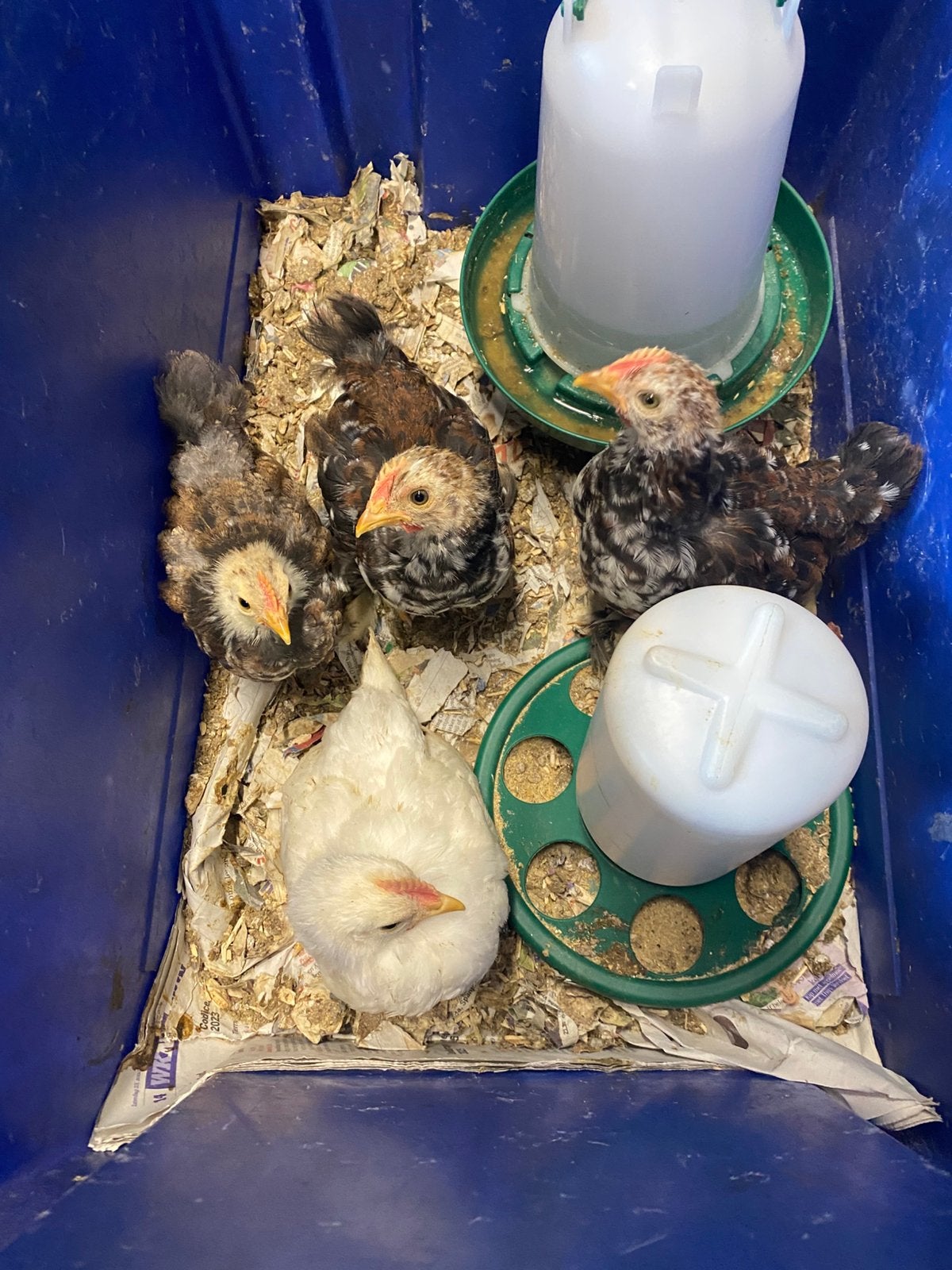 Cochin kuikens 6 weken oud, Dieren en Toebehoren, Geslacht onbekend