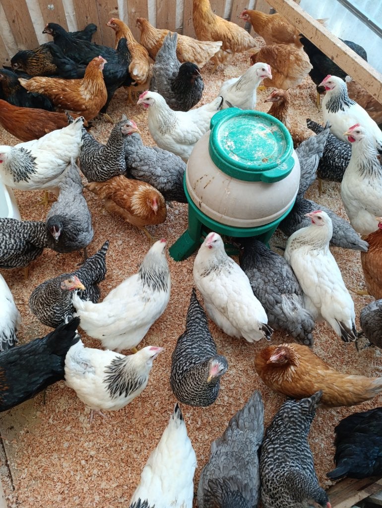 jonge witte hennen sussex & leghorn 0499/082381, Dieren en Toebehoren, Vrouwelijk, Kip