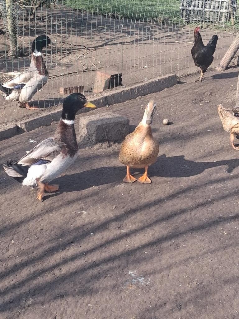Koppel rouaan eenden, Meerdere dieren, Eend