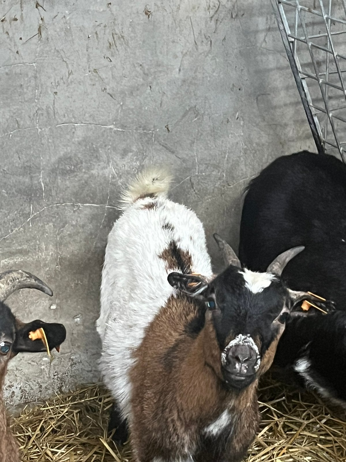 Wit bruin dwergeit mieke geit te koop, Geit
