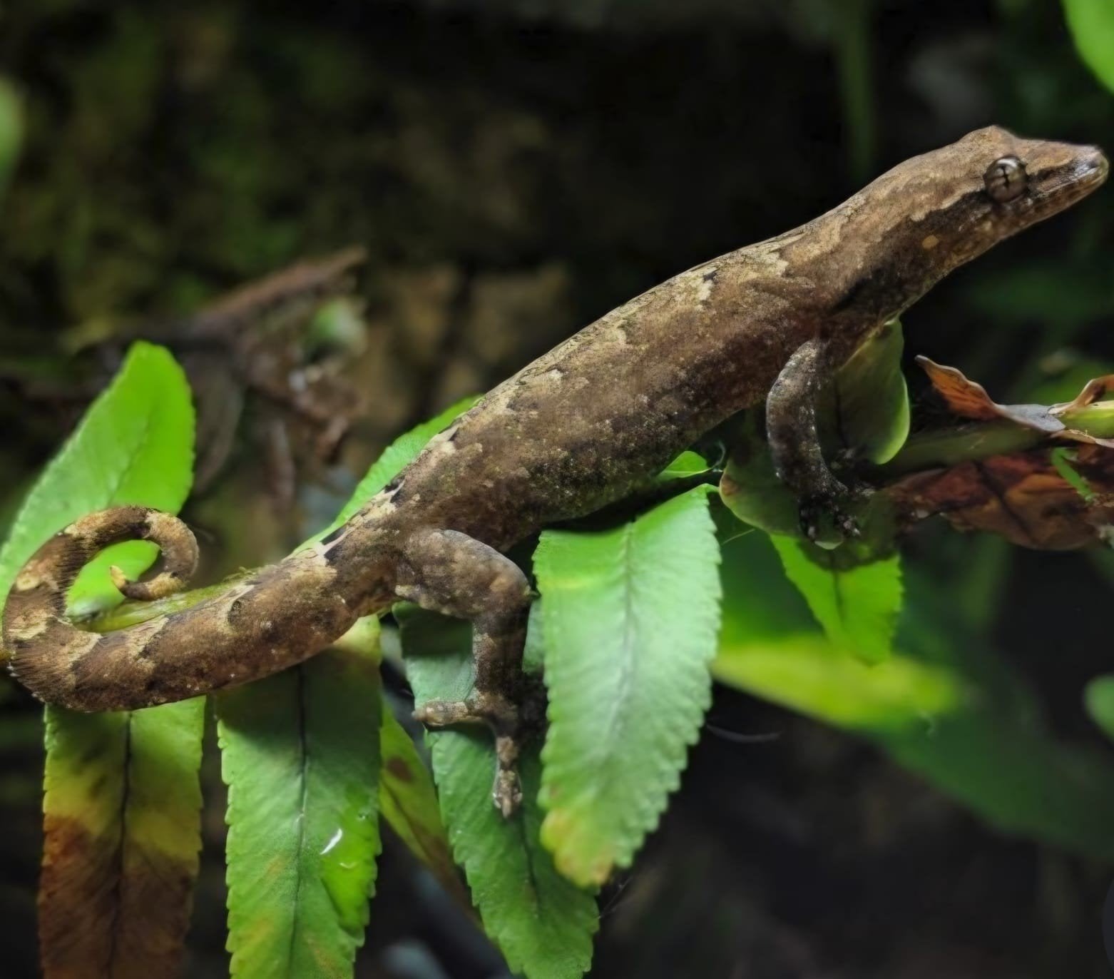 Lepidodactylus lugubris" mourning gecko", Dieren en Toebehoren, Reptielen en Amfibieën, Hagedis, Tam, 0 tot 2 jaar