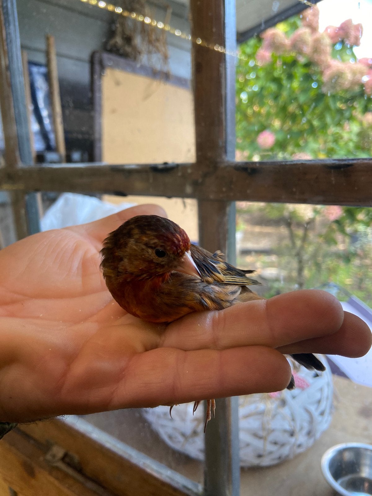 Kruising kleine distelvink x kanarie 2026, Dieren en Toebehoren, Mannelijk, Wildzangvogel, Geringd
