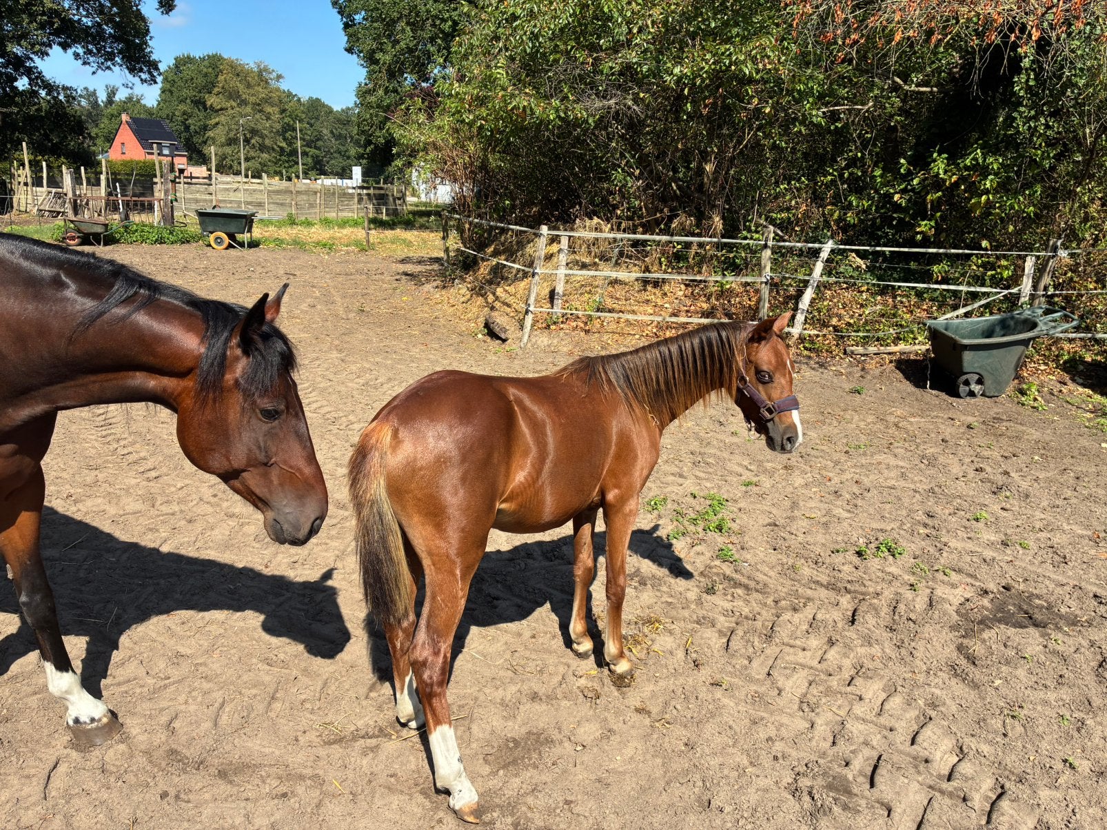 Welch jaarling hengst te koop, Dieren en Toebehoren, Paarden, Hengst