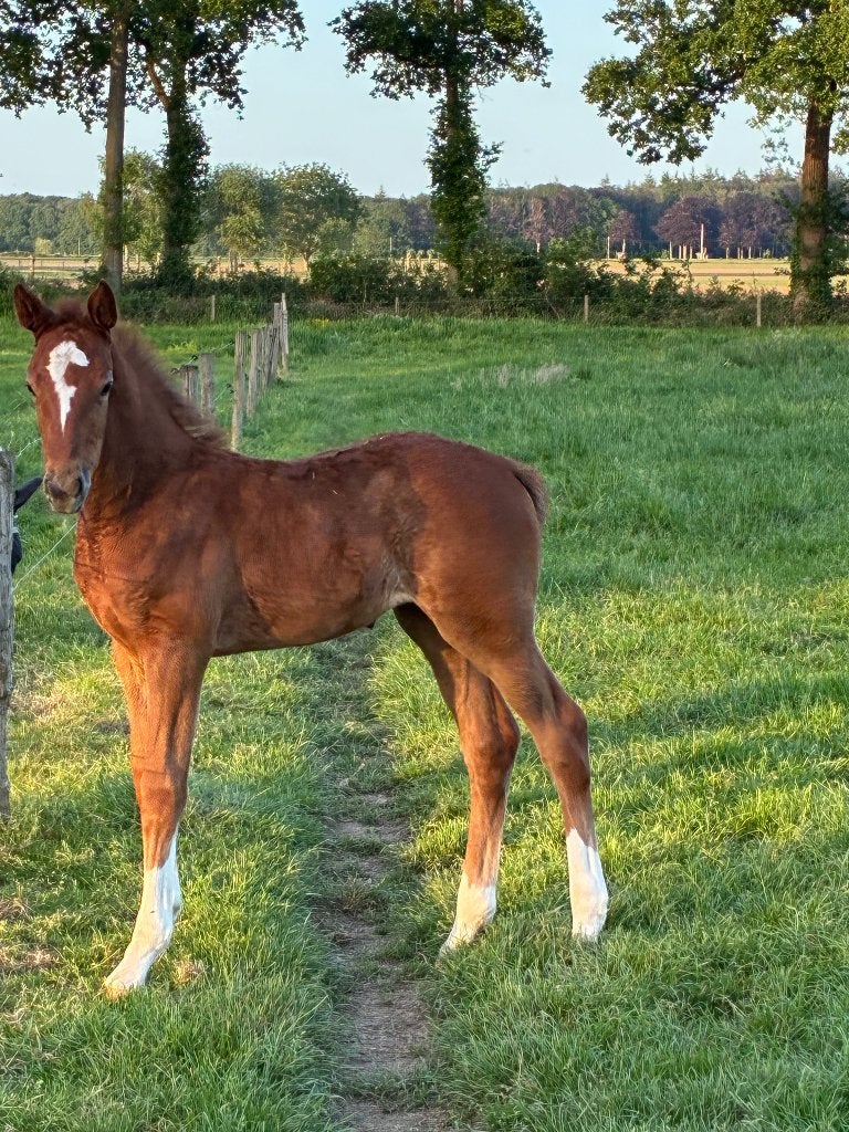 Veulen paard, Dieren en Toebehoren, Paarden, Merrie, Springpaard, Met stamboom, Niet van toepassing