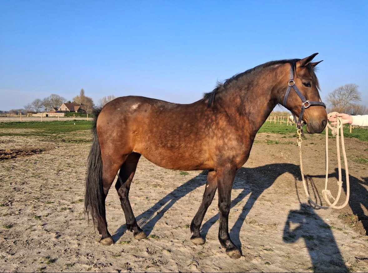 2 spaanse merries te koop, Merrie, Zadelmak, Minder dan 160 cm, Met stamboom