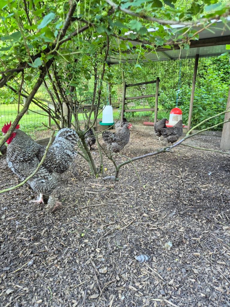 Hennen Mechelse koekoek, Dieren en Toebehoren, Vrouwelijk, Kip