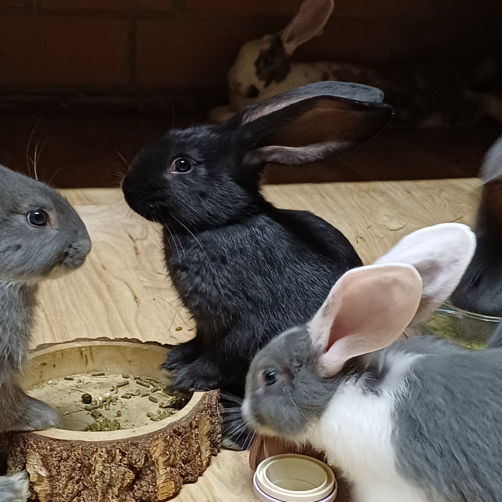 Luna, Duitse reus te reserveren, Vrouwelijk, Groot, 0 tot 2 jaar