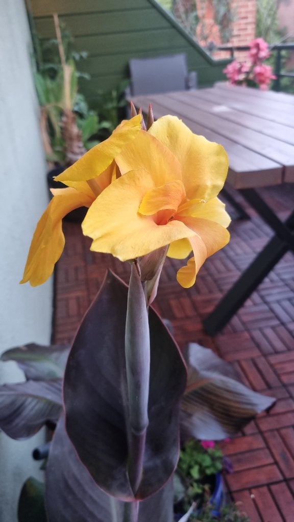 Canna Golden Orb, Tuin en Terras, Planten | Tuinplanten, Ophalen
