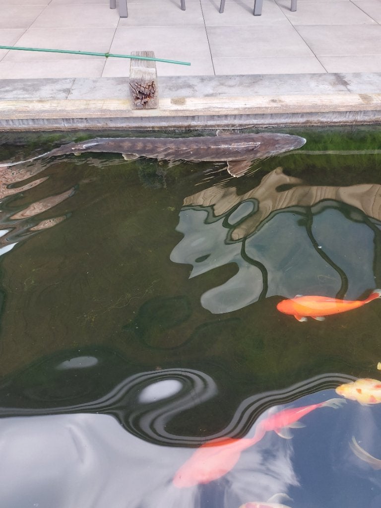 Steur, Dieren en Toebehoren, Steur