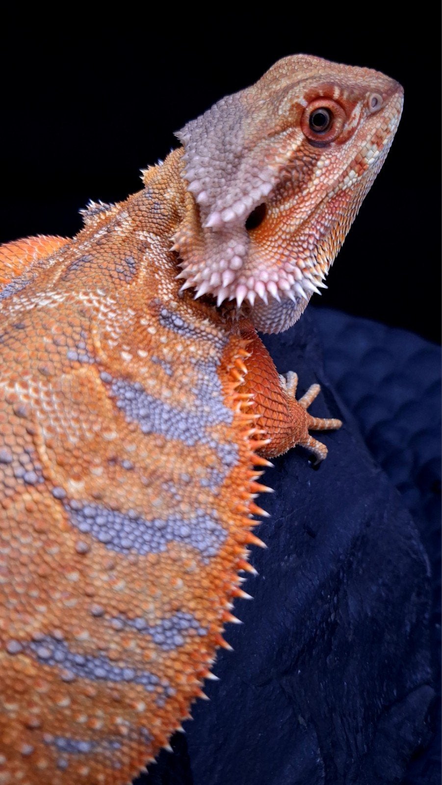 AKTIE !! 50% Red Monster Blue Tiger Triple het. Baardagaam, Lézard, 0 à 2 ans