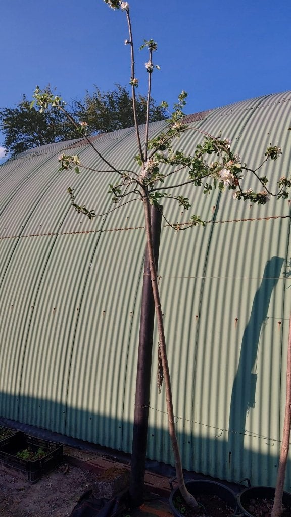 Appelboom Karmijn hoogstam, Tuin en Terras, Ophalen, In pot, Appelboom