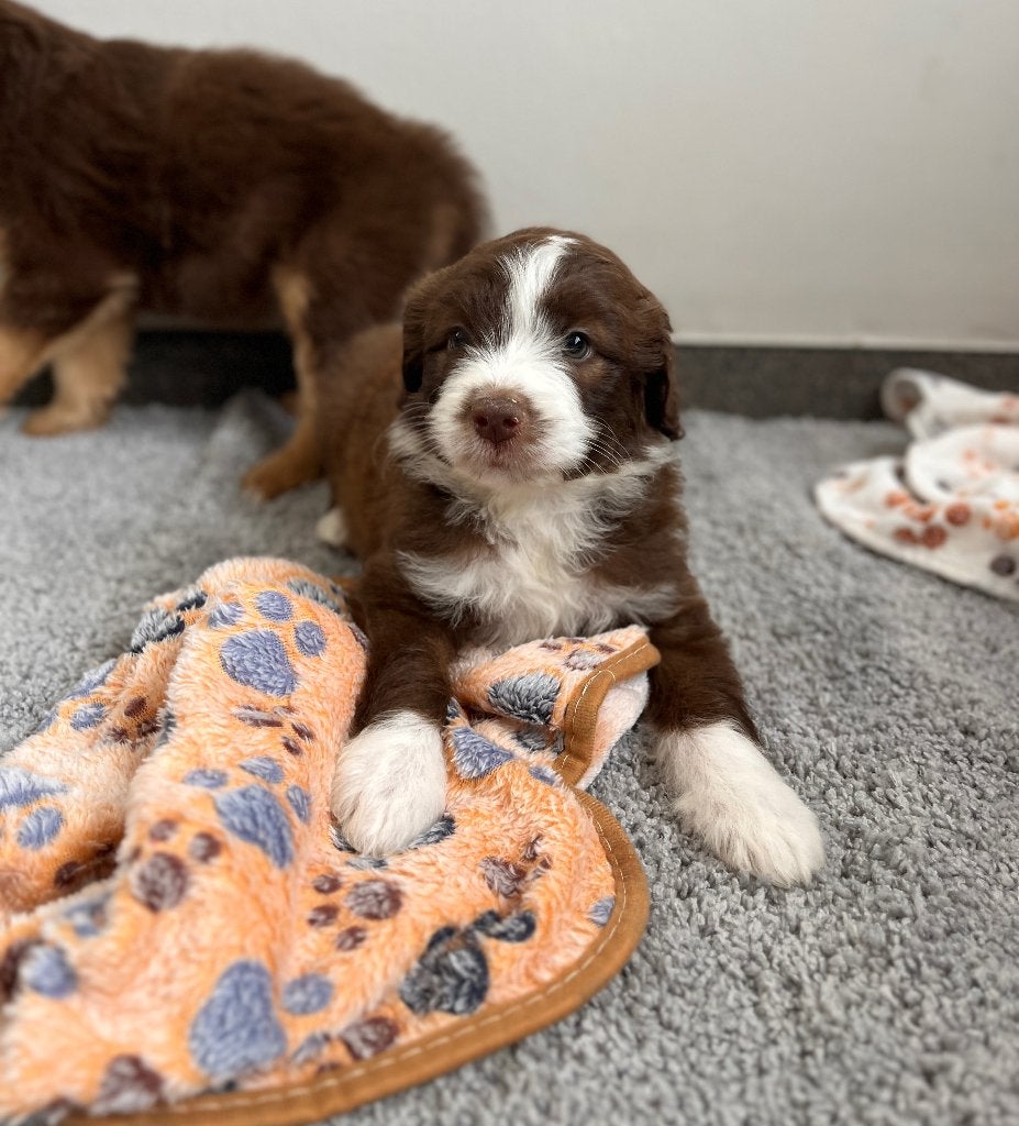Beaux chiots Doodle moyenne (border collie x caniche), Animaux & Accessoires, Chiens | Chihuahuas & Chiens de compagnie, Caniche