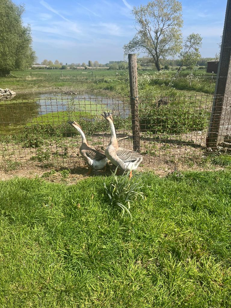 Knobbelganzen kuikens, Meerdere dieren, Gans of Zwaan