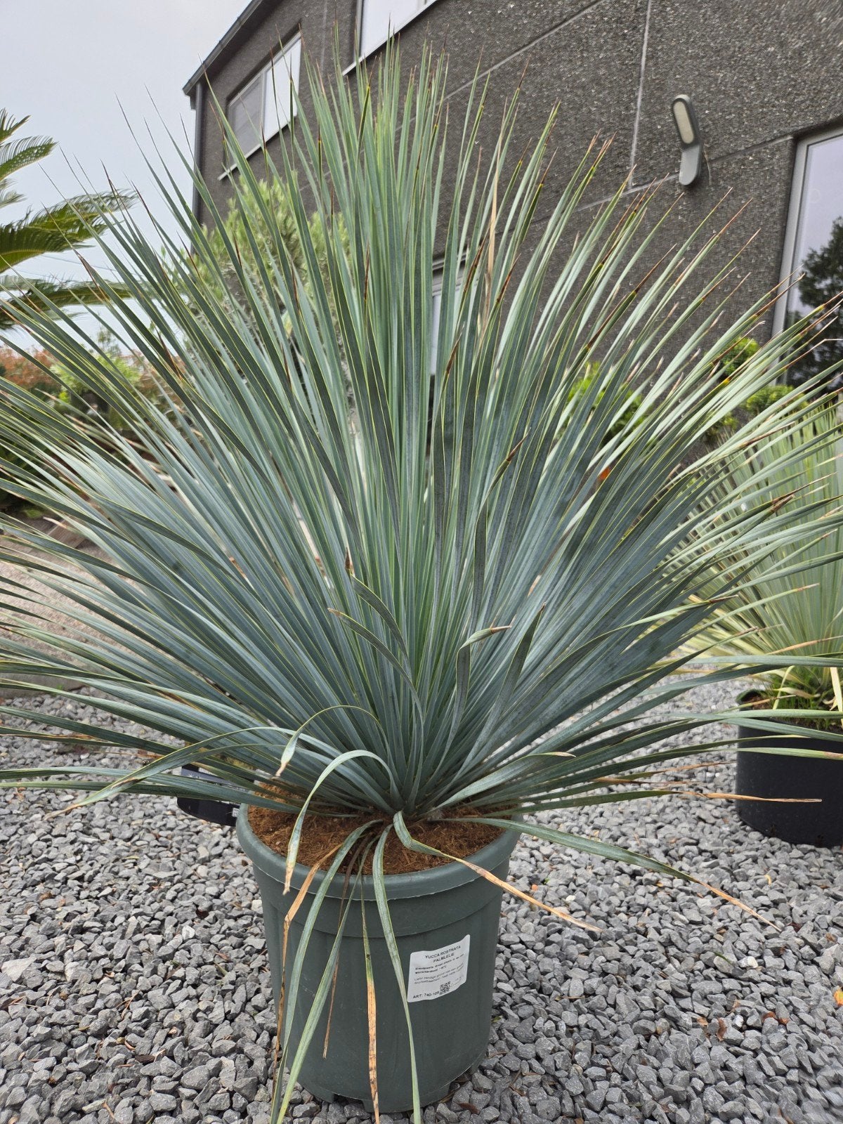Yucca Rostrata - palmlelie, Ophalen
