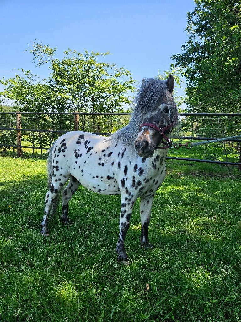 5-jarige appaloosa dekhengst met stamboom, Dieren en Toebehoren, Pony's, Met stamboom, Niet van toepassing, Hengst, A pony (tot 1.17m)