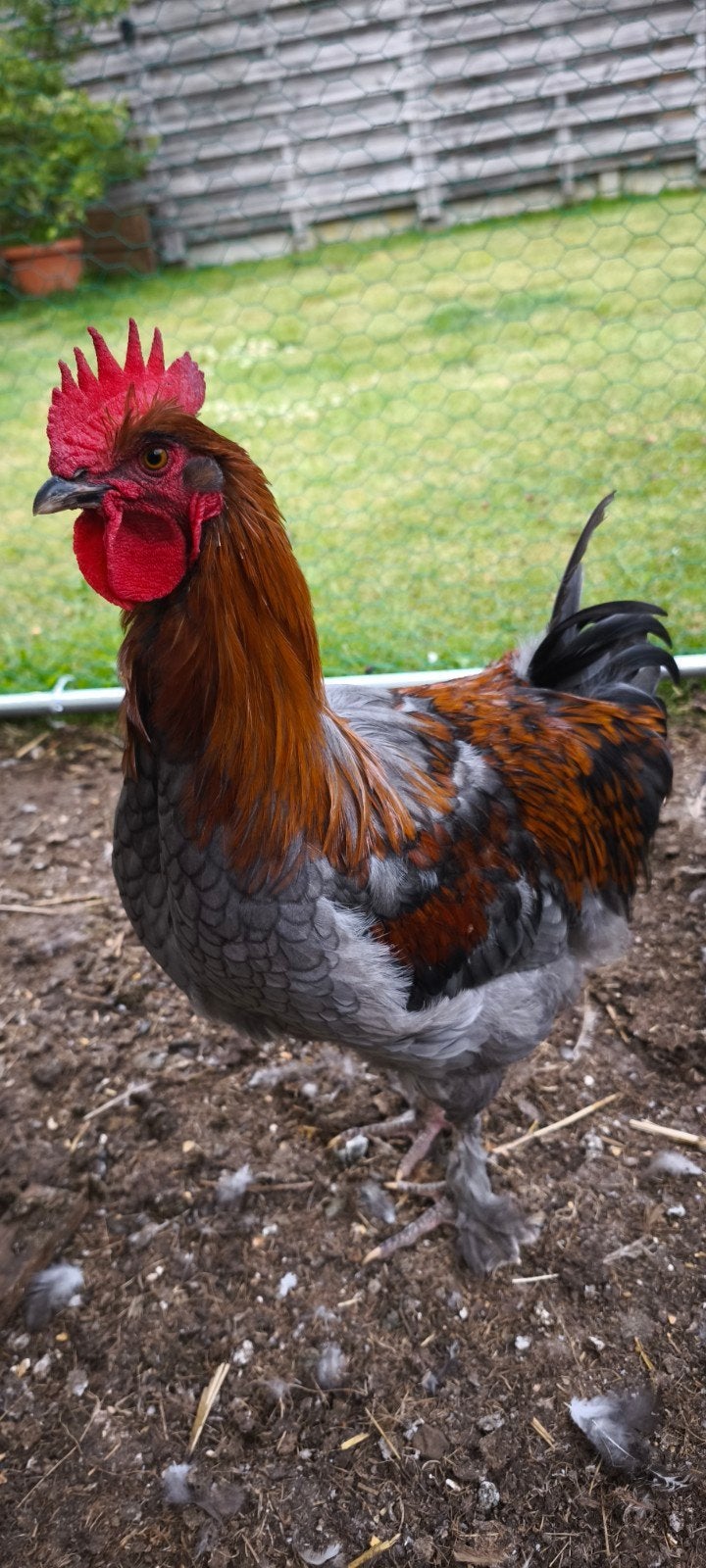 Jonge Maran haan