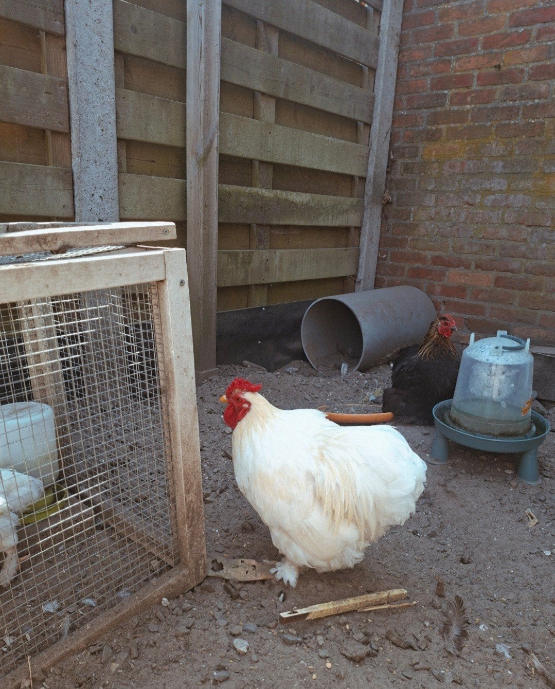 Cochin/wyandotte haantje, Dieren en Toebehoren, Pluimvee