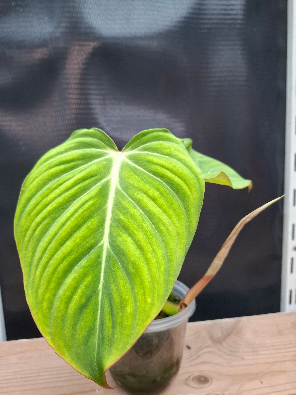 Philodendron Gloriosum, Huis en Inrichting, Kamerplanten, Ophalen