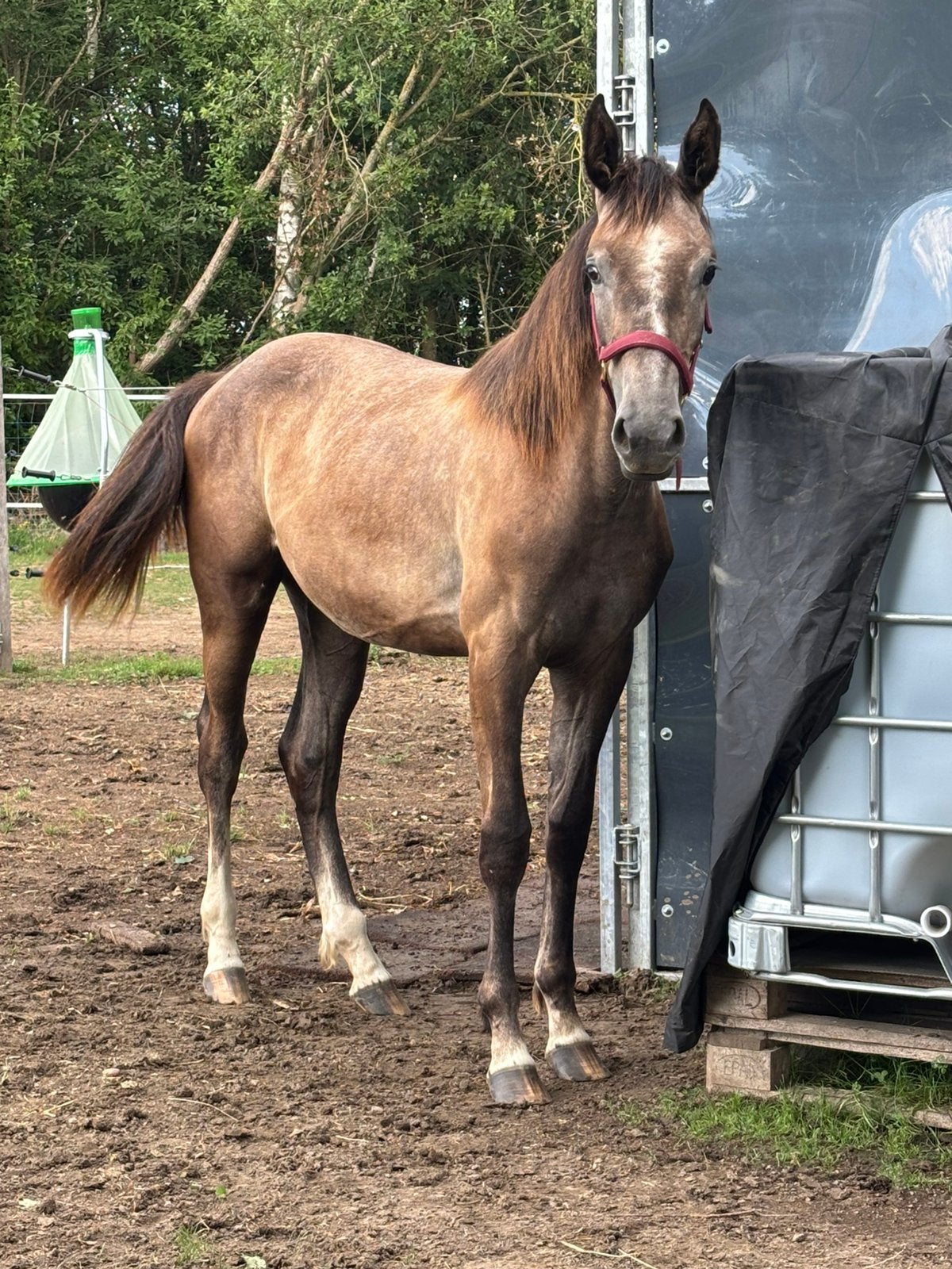 Jaarling merrie, Dieren en Toebehoren, Paarden, Merrie, Springpaard, Met stamboom, 0 tot 2 jaar