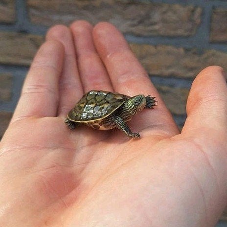 Baby chinese streepnek schildpadjes