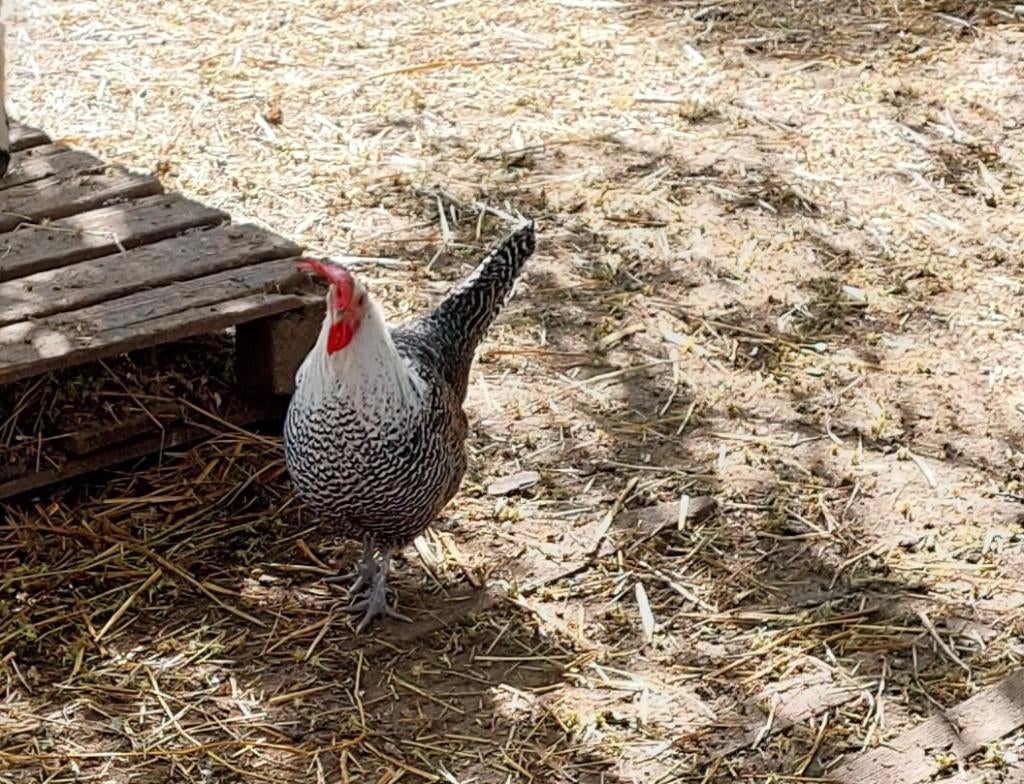 Broedeieren brakelse hoender, Plusieurs animaux, Poule ou poulet
