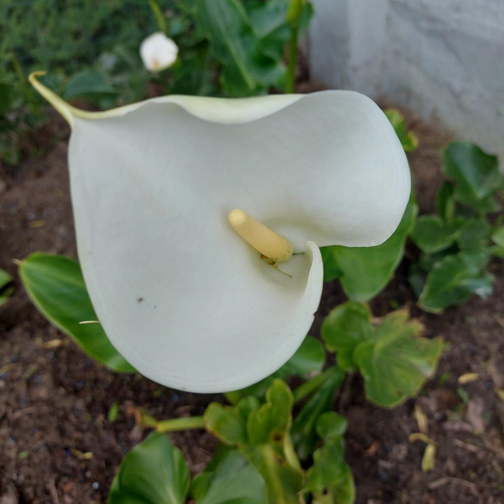 Aronskelk, Tuin en Terras, Ophalen