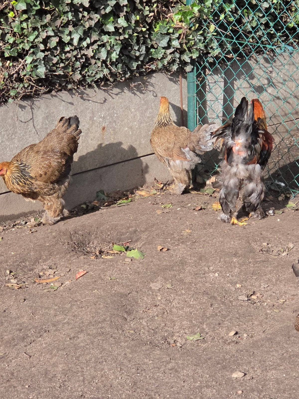 brahma groothoender, Dieren en Toebehoren